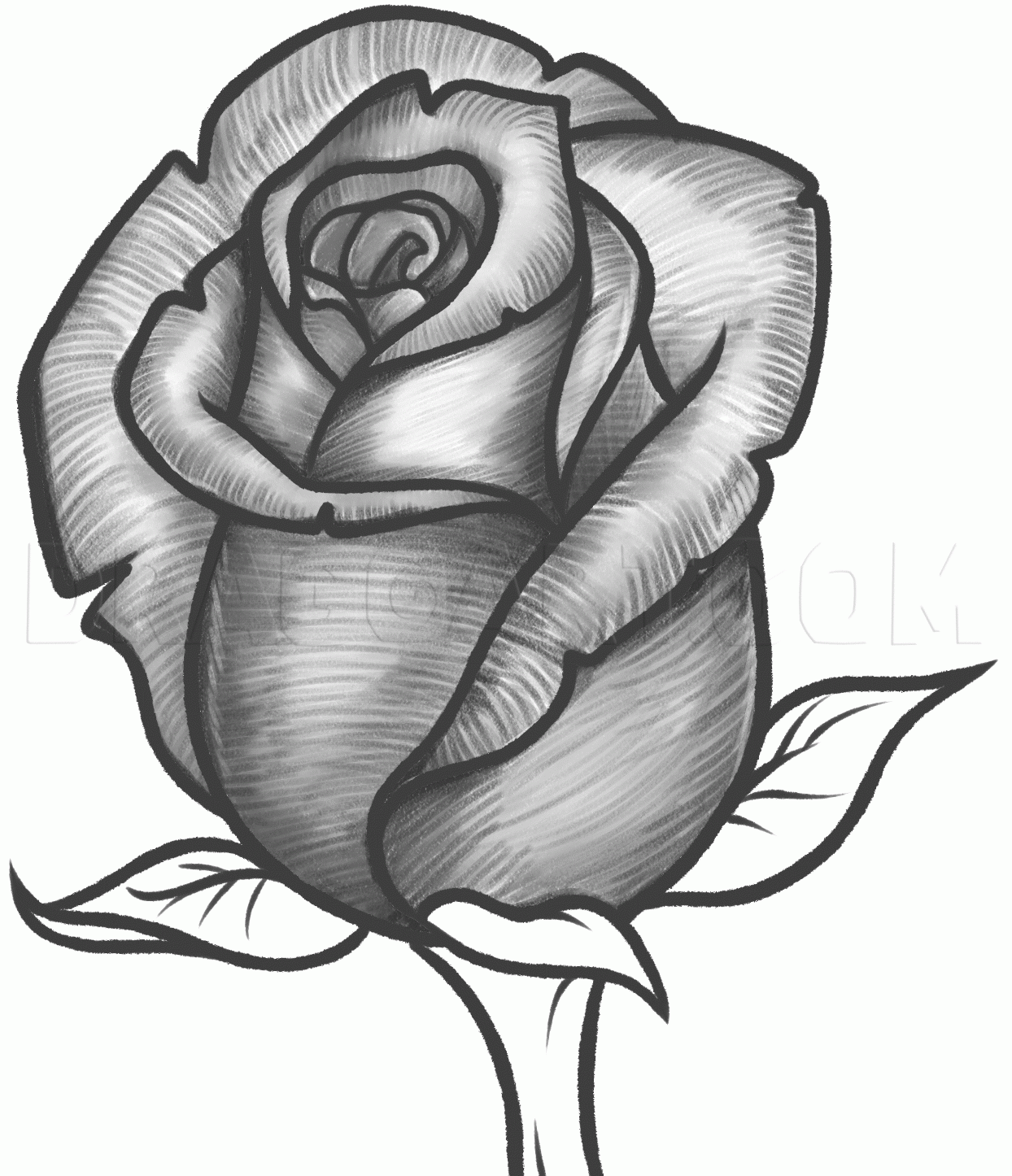 How To Draw A Rose Bud Rose Bud Drawing Step By Step By Dawn 