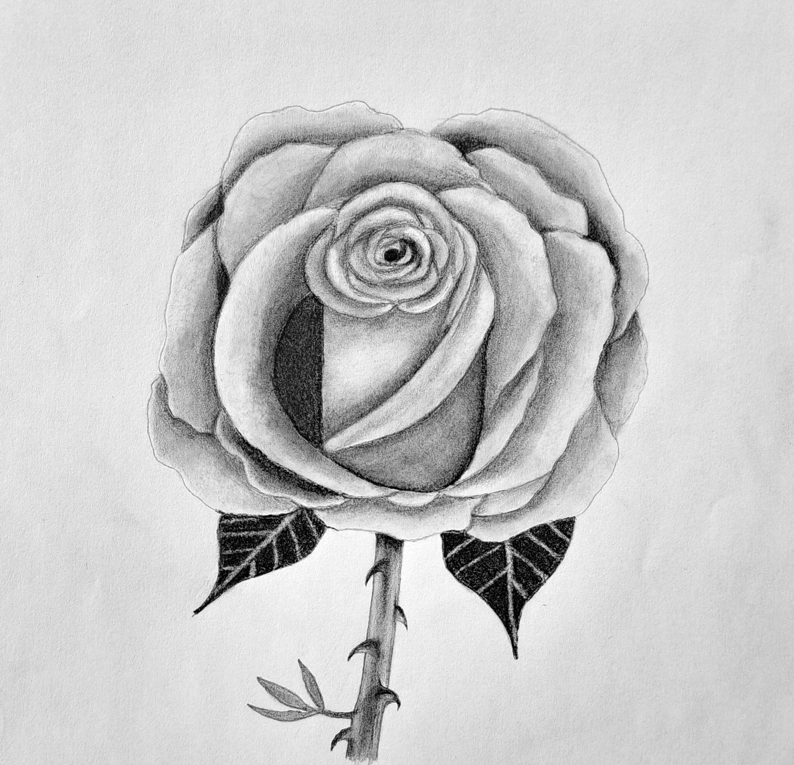 How To Draw A Rose In 7 Easy Steps Muus Art