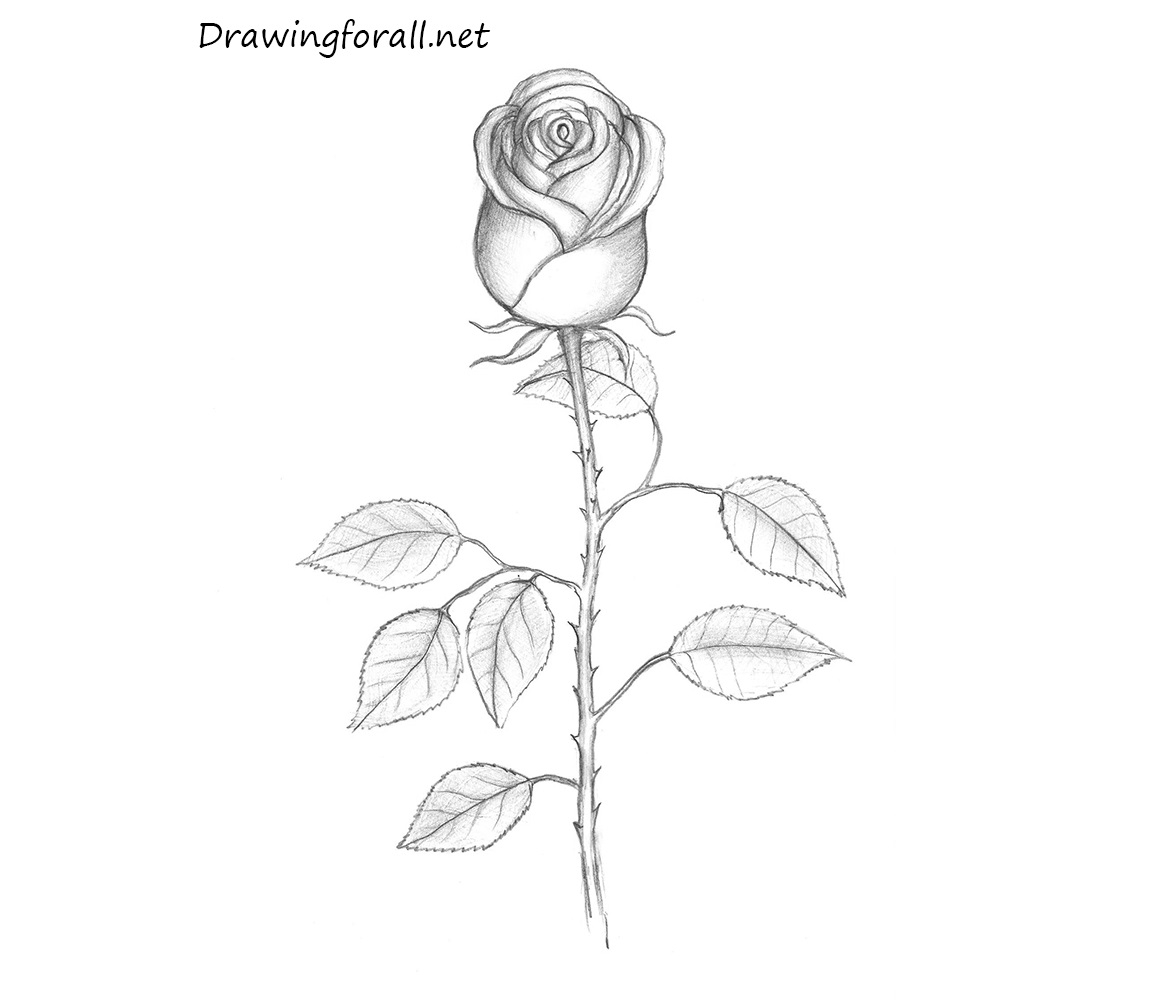 drawings of roses