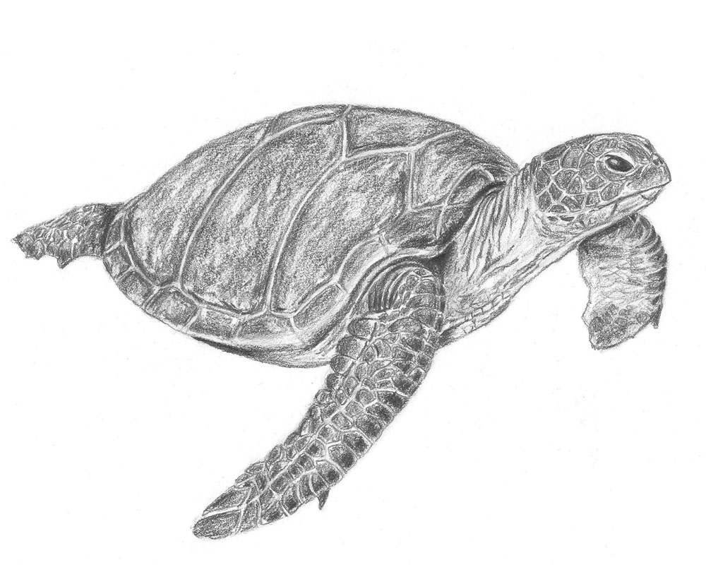 How To Draw A Sea Turtle Step By Step Let s Draw Today