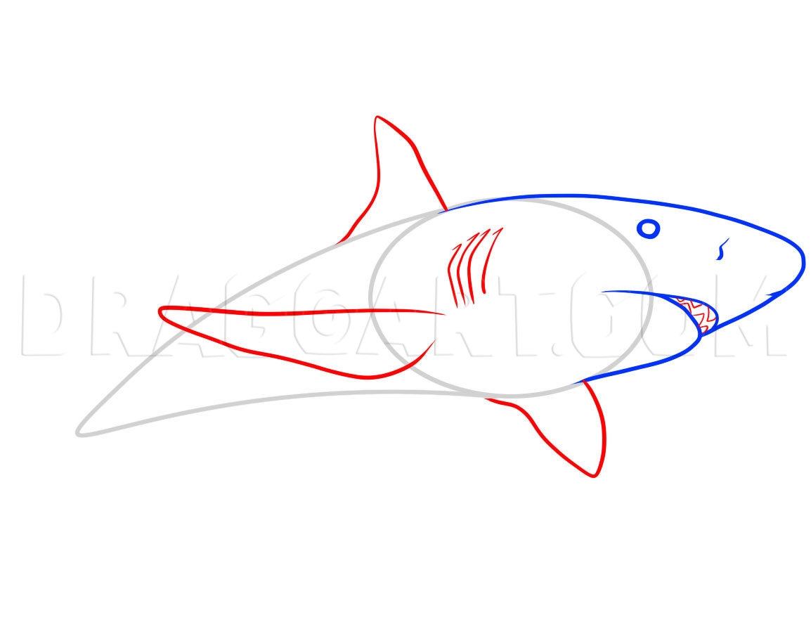 draw a shark easy