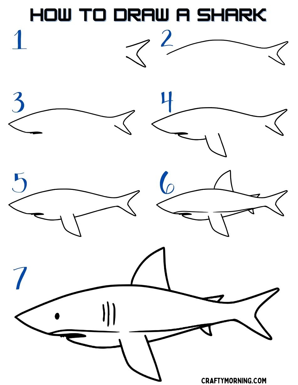 shark drawing