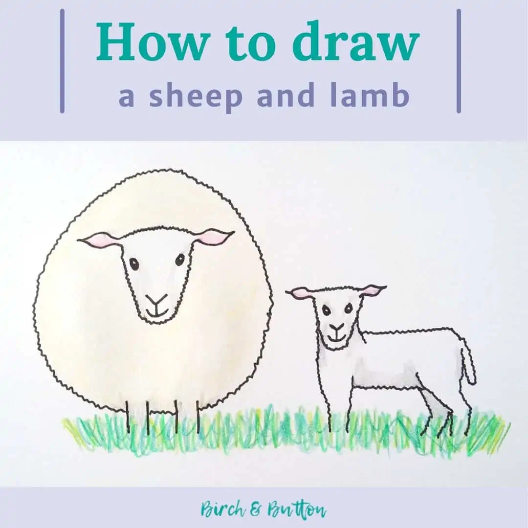 How To Draw A Sheep And Lamb Birch And Button