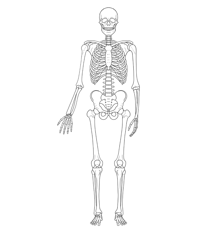 How To Draw A Skeleton Step By Step Envato Tuts 