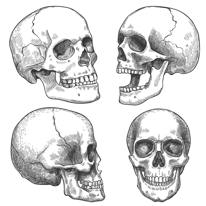 How To Draw A Skull A Step by Step Guide To Skull Drawing