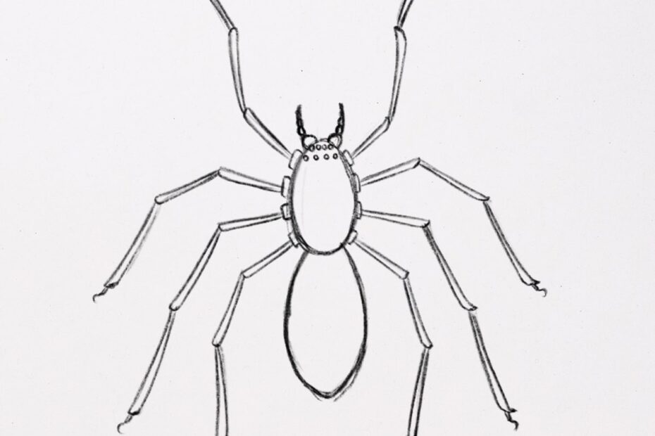 How To Draw A Spider with Amazing Details