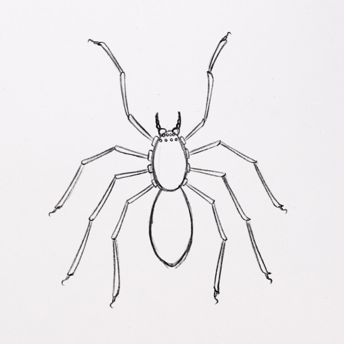 How To Draw A Spider with Amazing Details 