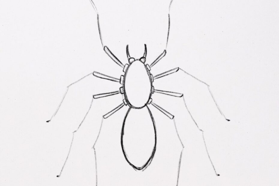 How To Draw A Spider with Amazing Details