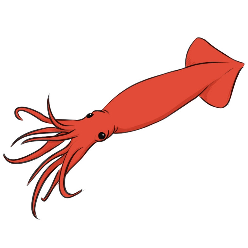 How To Draw A Squid Easy Drawing Art