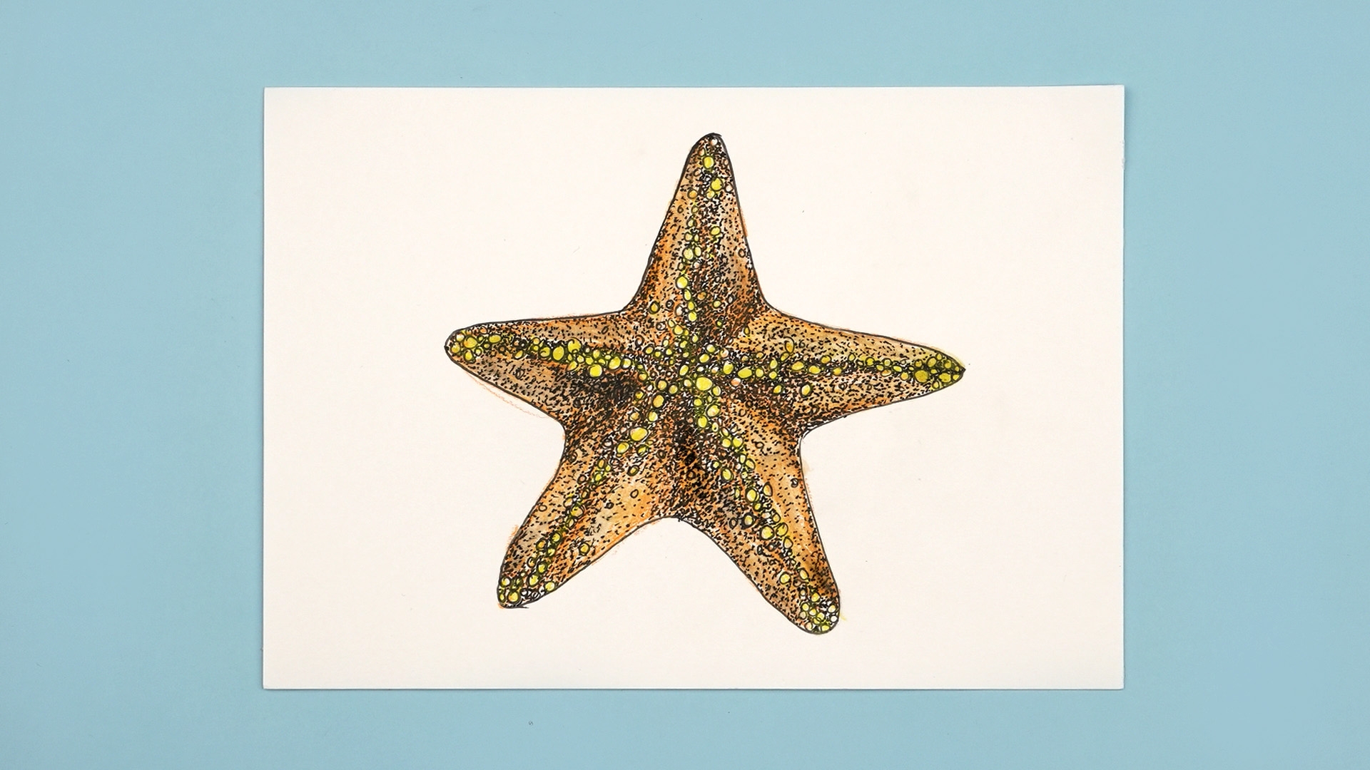 drawing of starfish