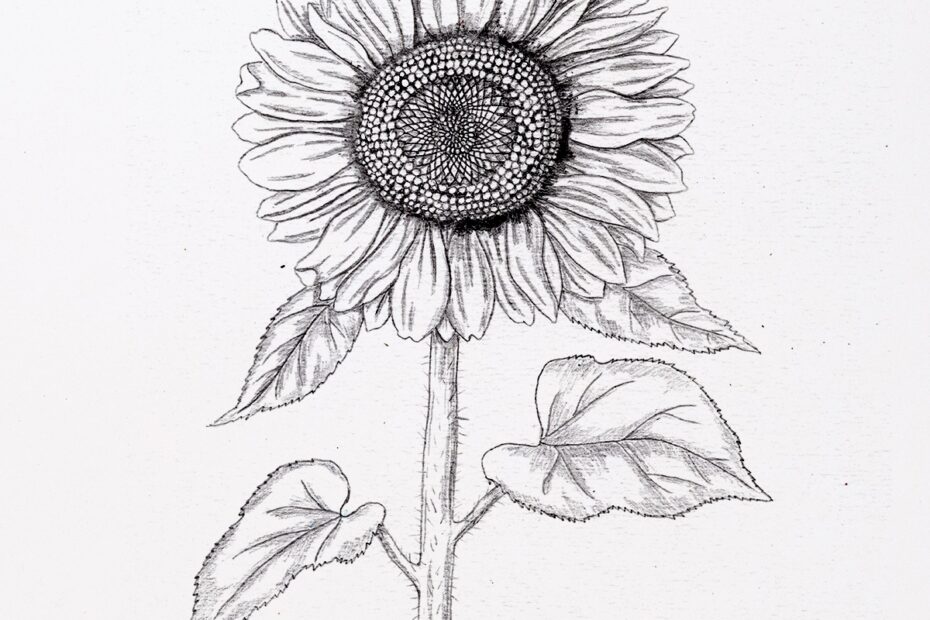 How To Draw A Sunflower very Realistic