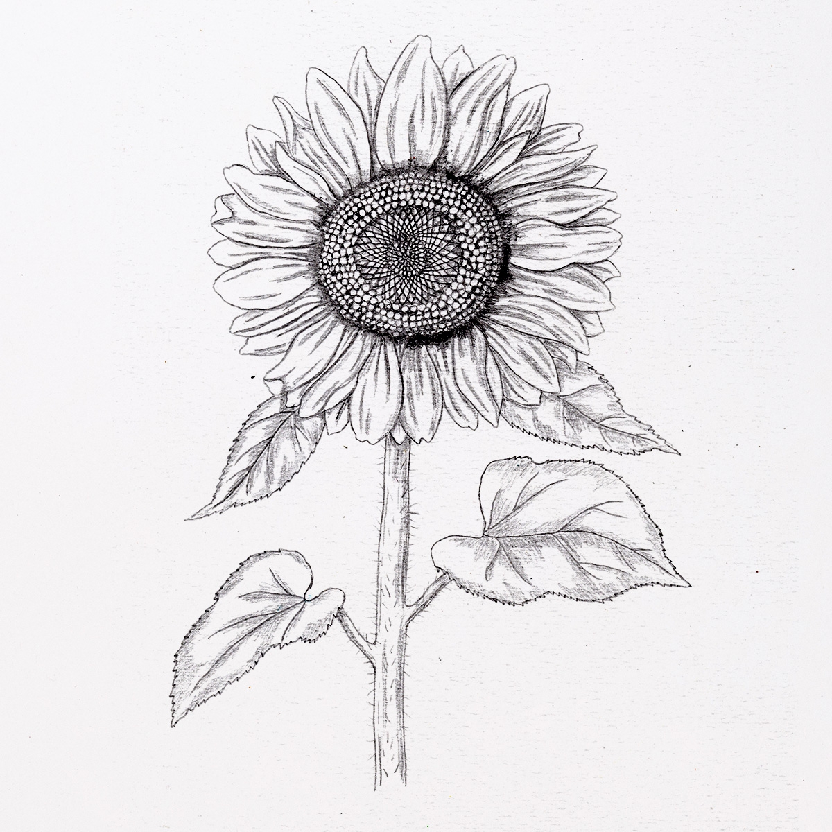 How To Draw A Sunflower very Realistic 