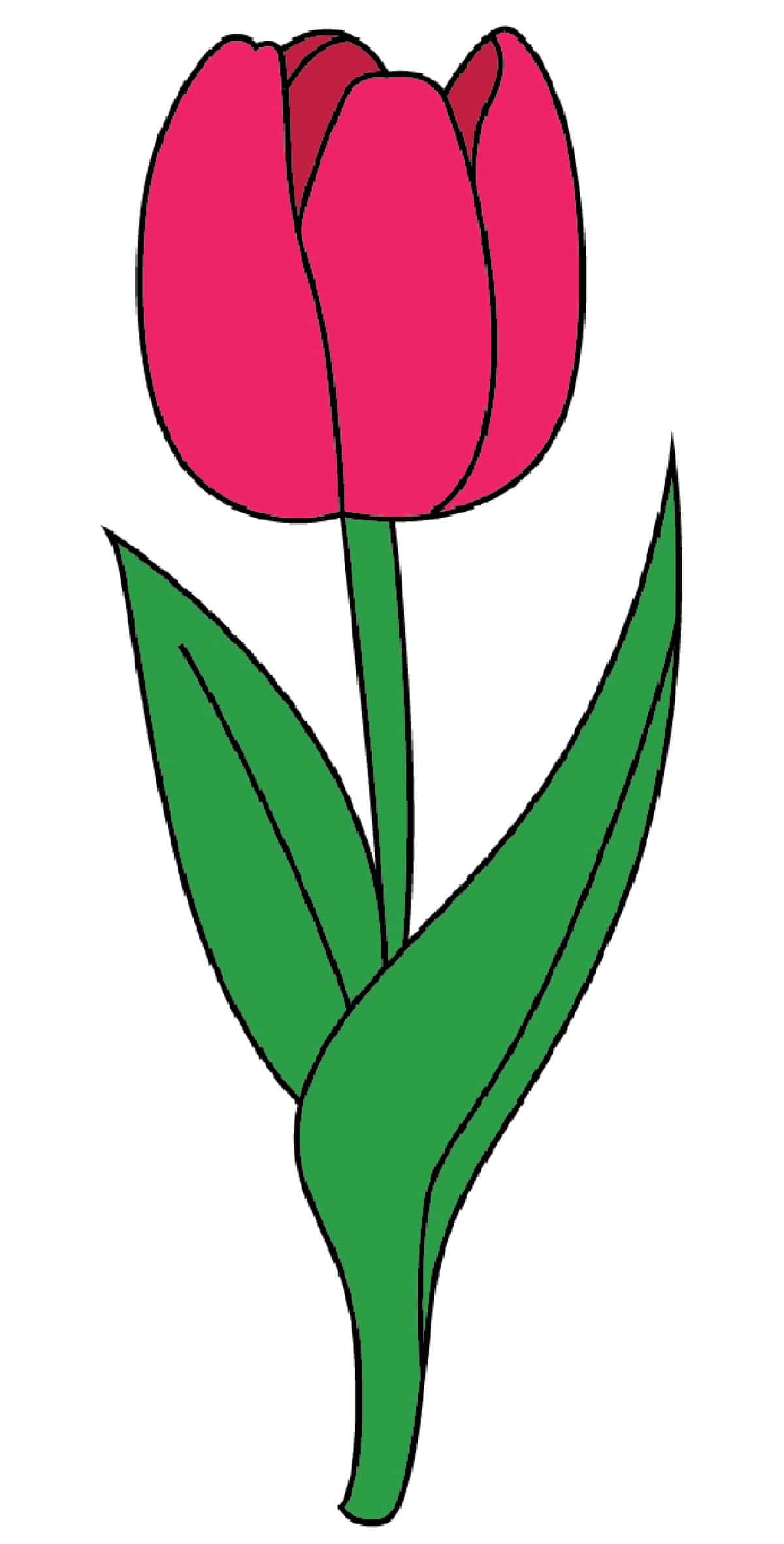 tulips drawing