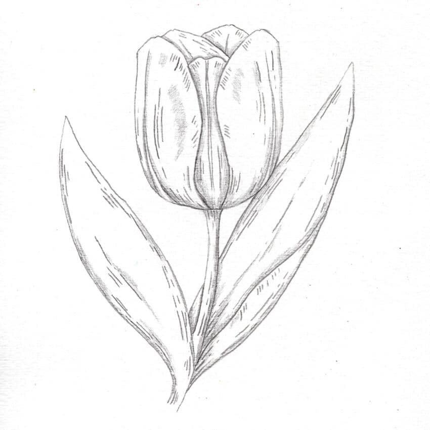 How To Draw A Tulip easy Step by step 
