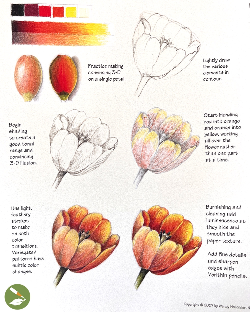 How To Draw A Tulip In 12 Easy Steps Draw Botanical LLC