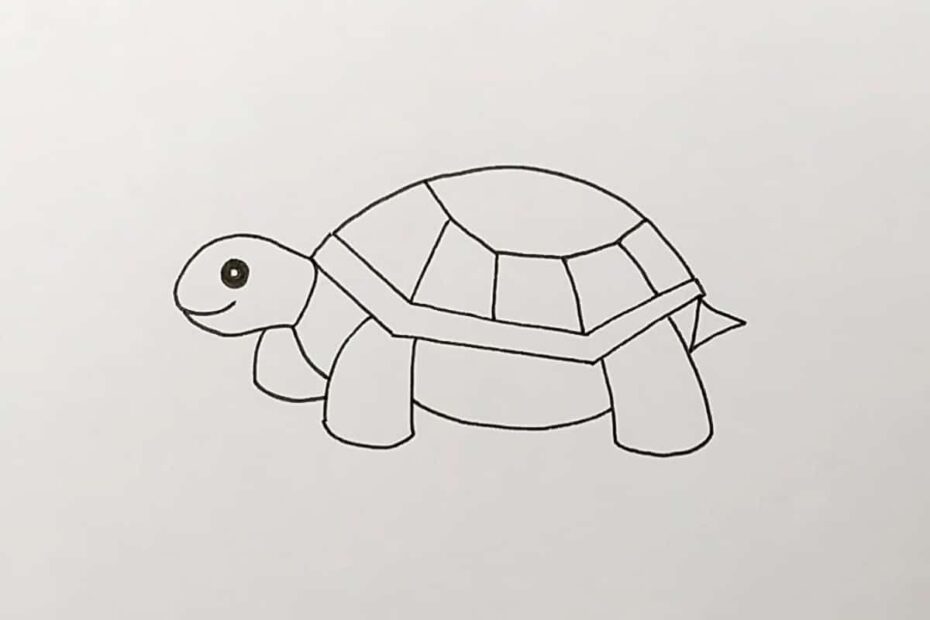 How To Draw A Turtle Skip To My Lou