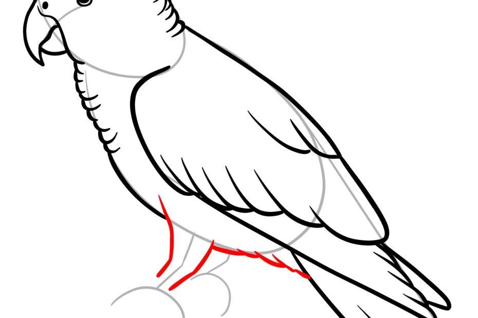 How To Draw An African Grey Parrot Easy Step by Step Guide