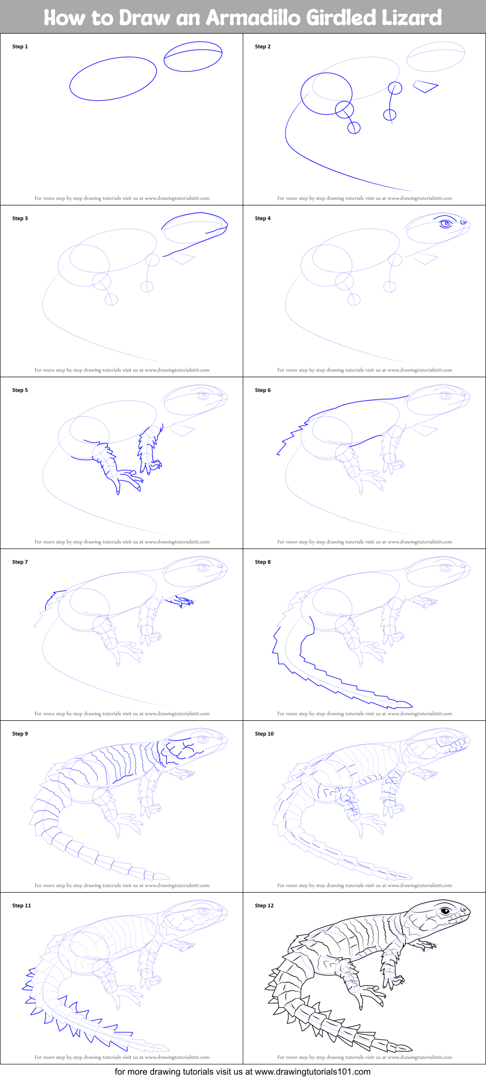 how to draw a armadillo girdled lizard