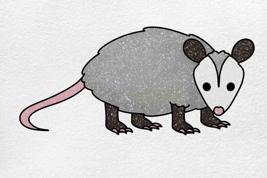 How To Draw An Opossum HelloArtsy