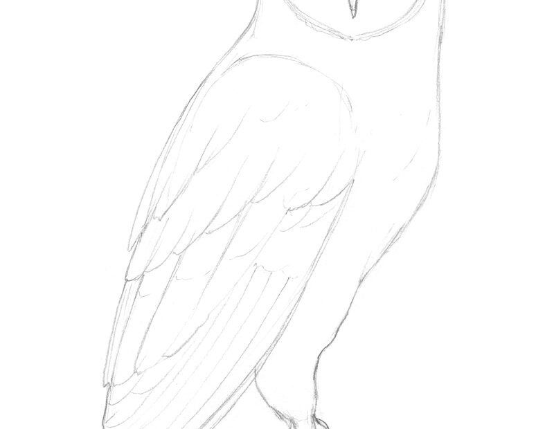How To Draw An Owl With Pen And Ink