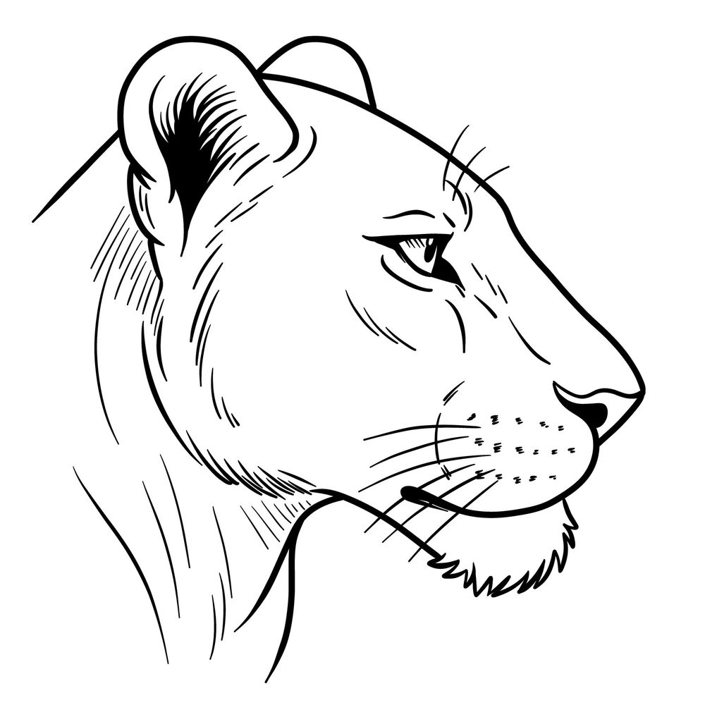 How To Draw Animals Page 4 Of 12 Sketchok Easy Drawing Guides