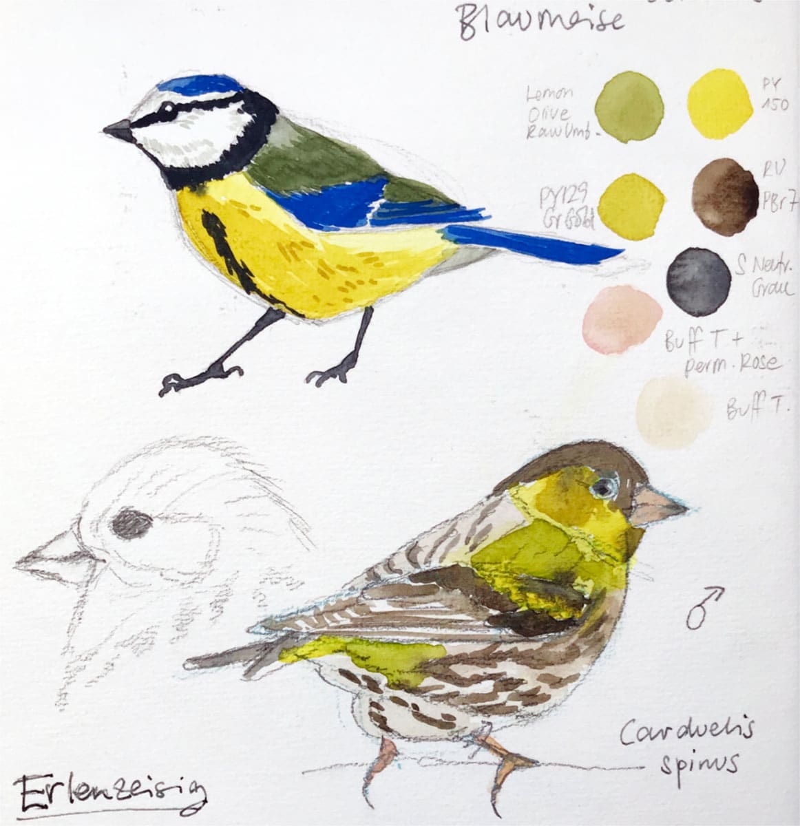 How To Draw Birds 5 Tips For Better Bird Drawings Julia 