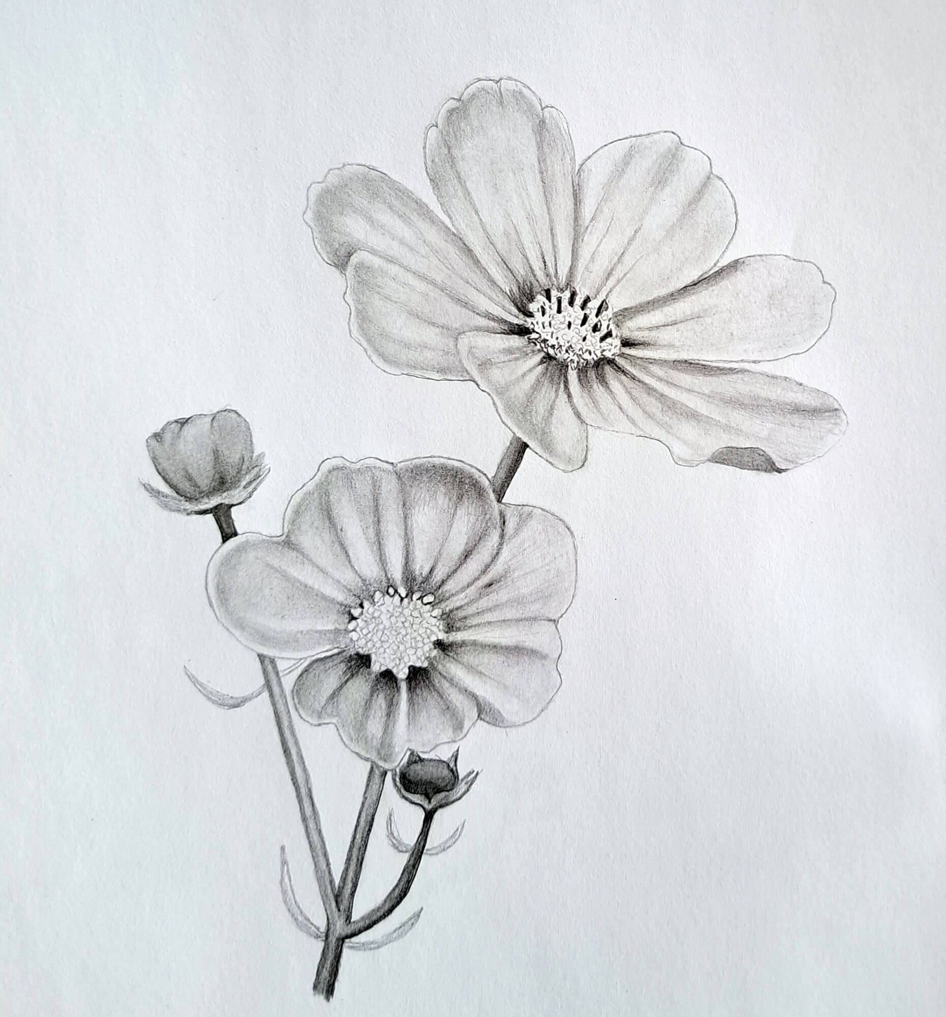 easy drawings flowers