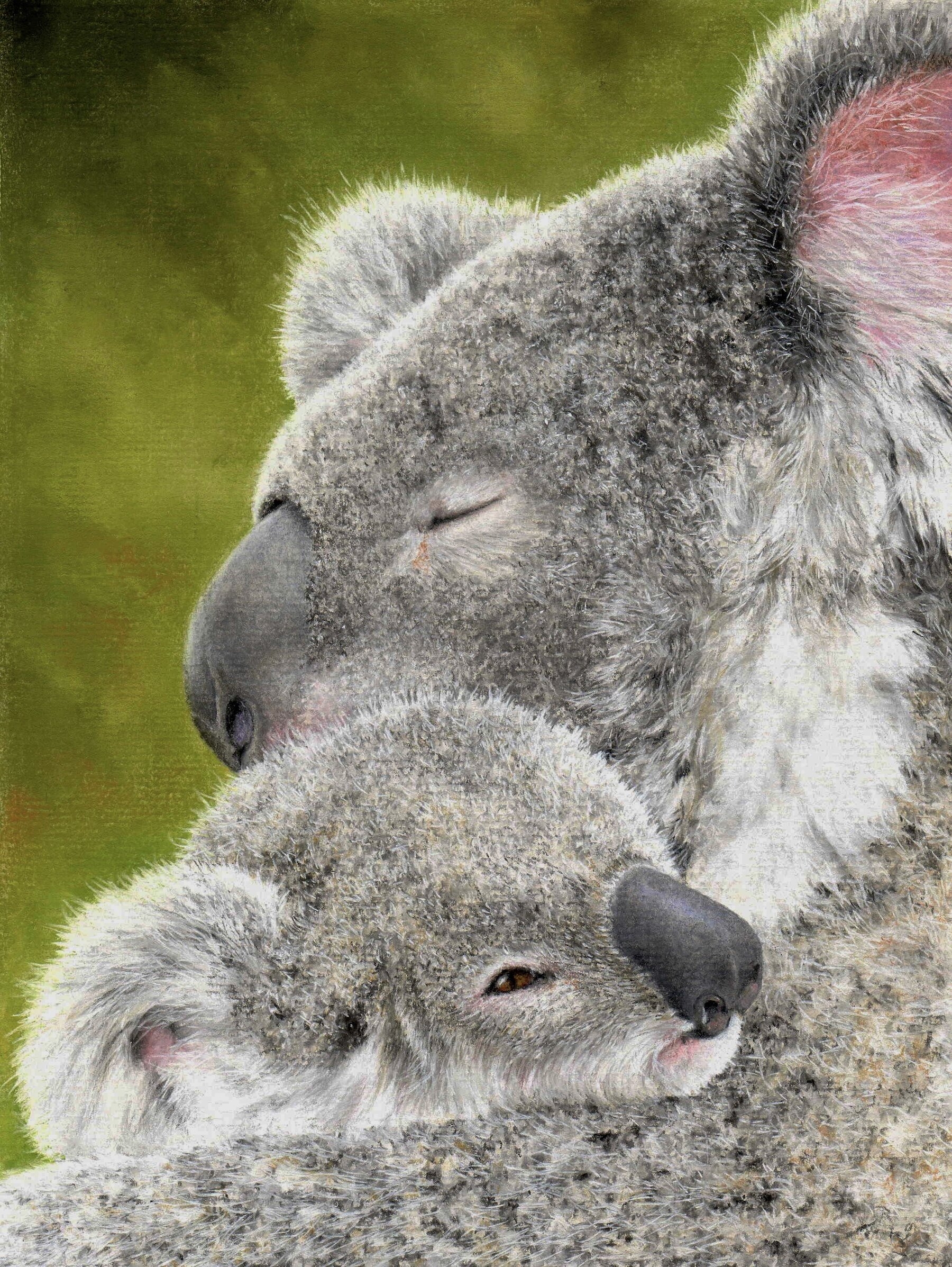 How To Draw Koala Bear s Fur The Colin Bradley School Of Art