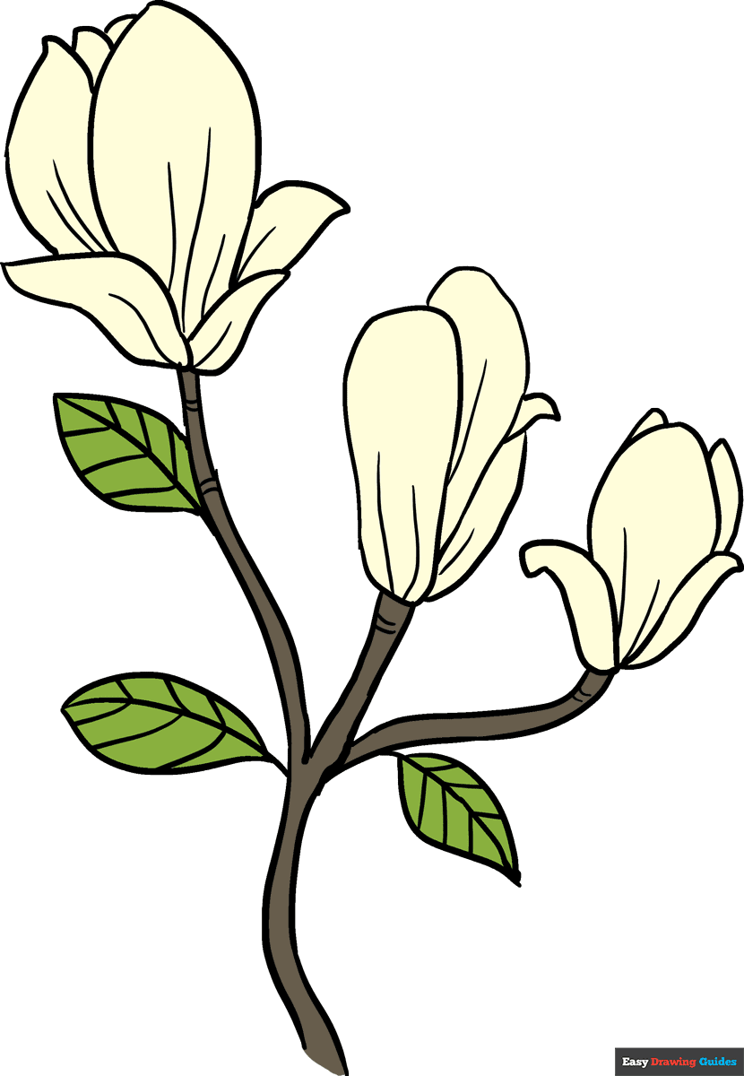 How To Draw Magnolia Flowers Really Easy Drawing Tutorial