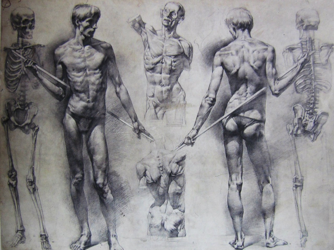 figure drawing models