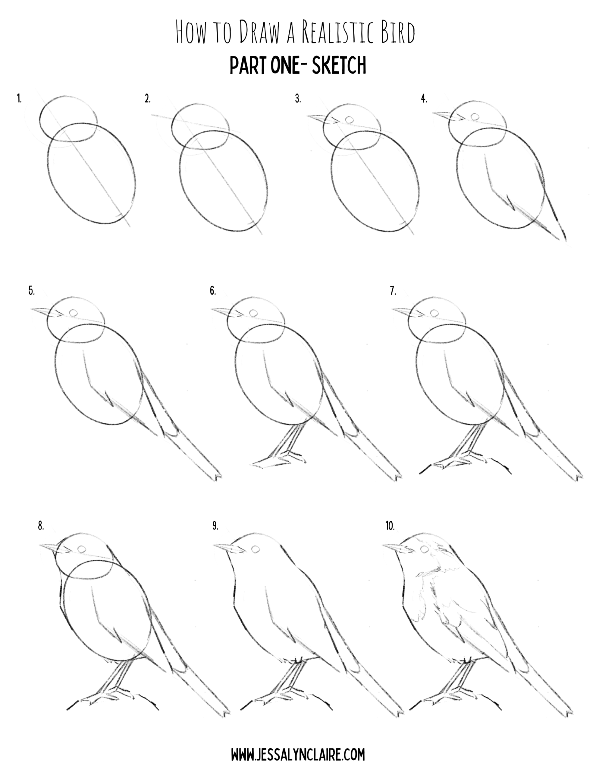 How To Draw Realistic Birds Part One Starting With A Sketch Jessalyn Claire Studios