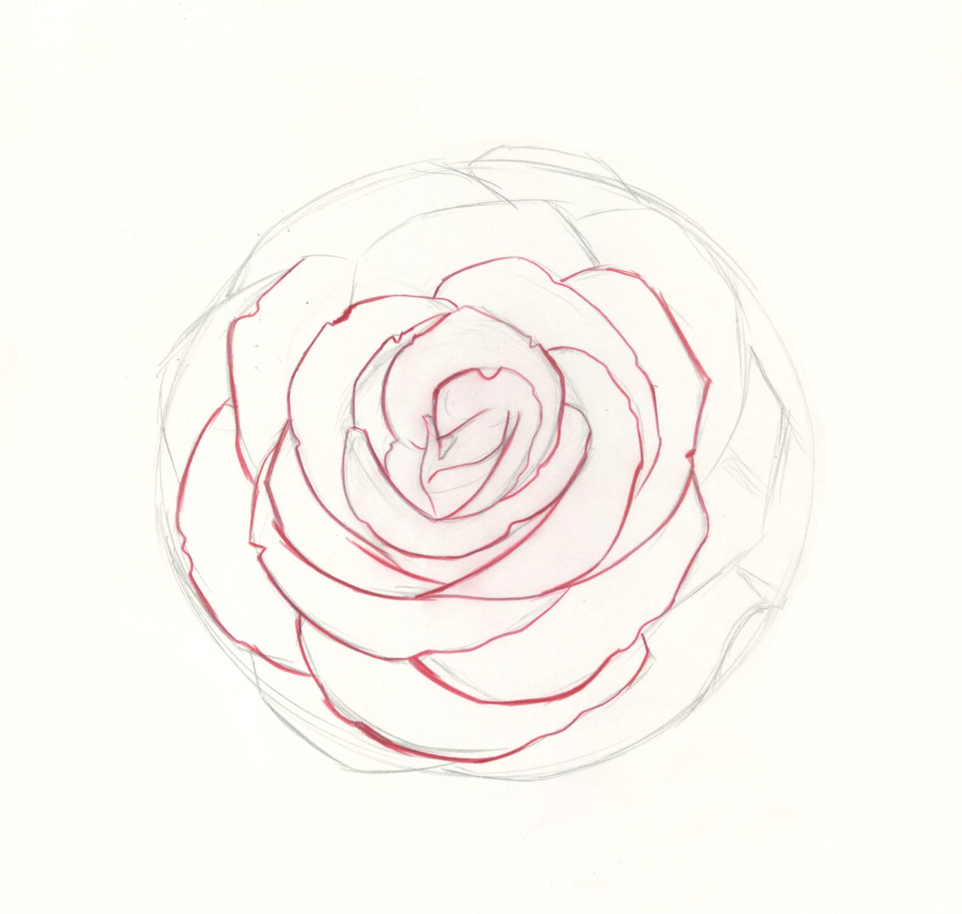 how to draw roses