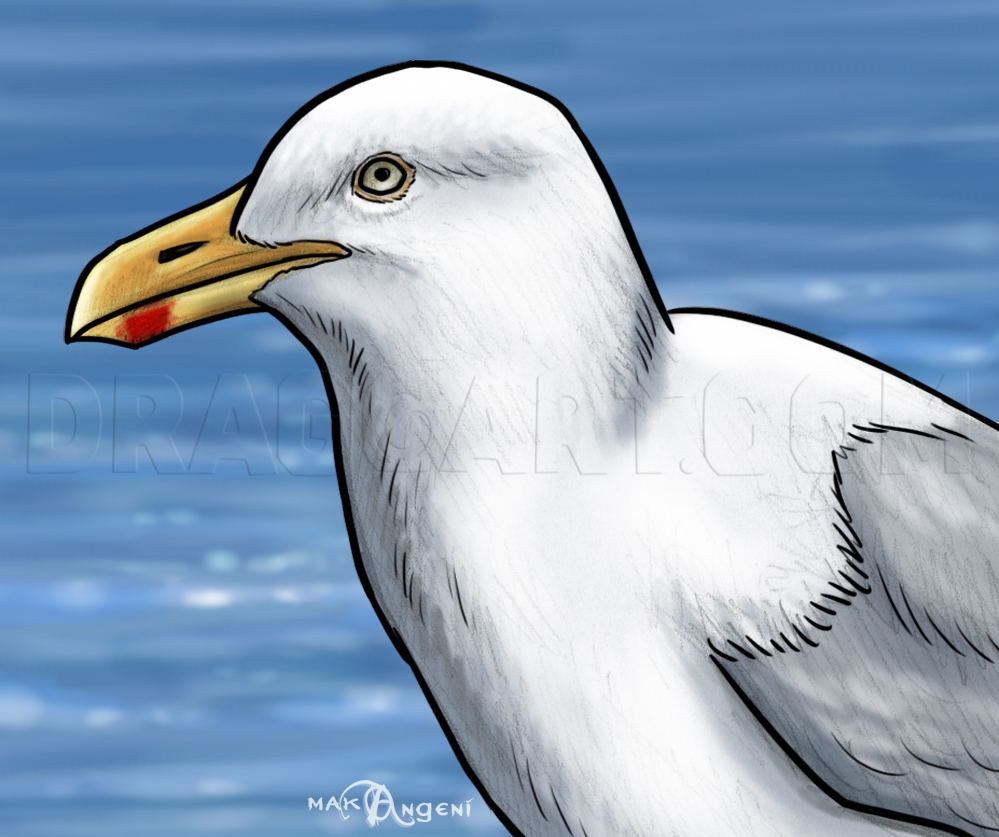 How To Draw Seagulls Drawing Step By Step By Makangeni DragoArt