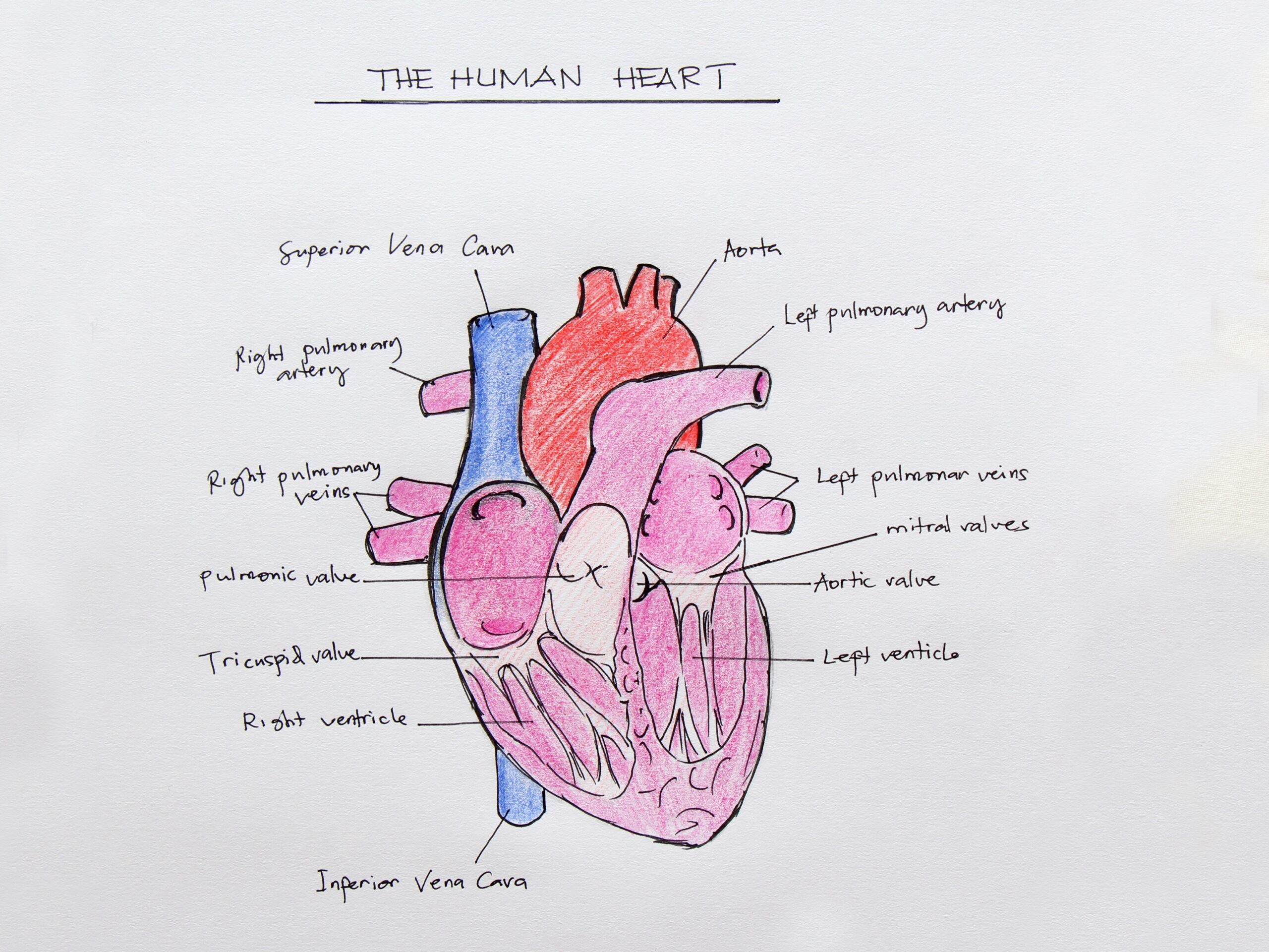 How To Draw The Internal Structure Of The Heart with Pictures 