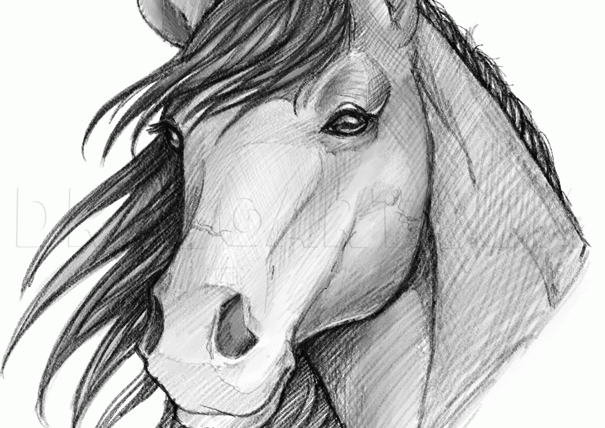 How To Sketch A Horse Drawing Step By Step By Dawn DragoArt