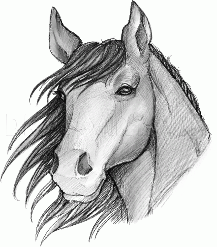 How To Sketch A Horse Drawing Step By Step By Dawn DragoArt