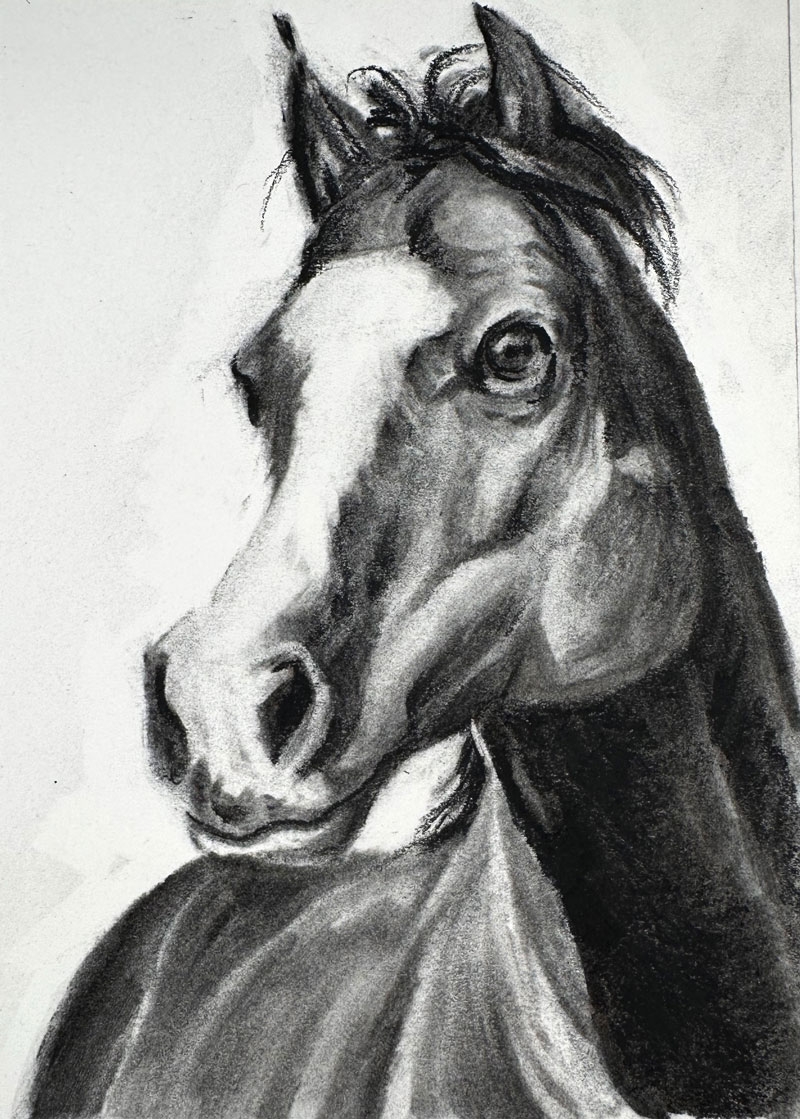 drawing a horse