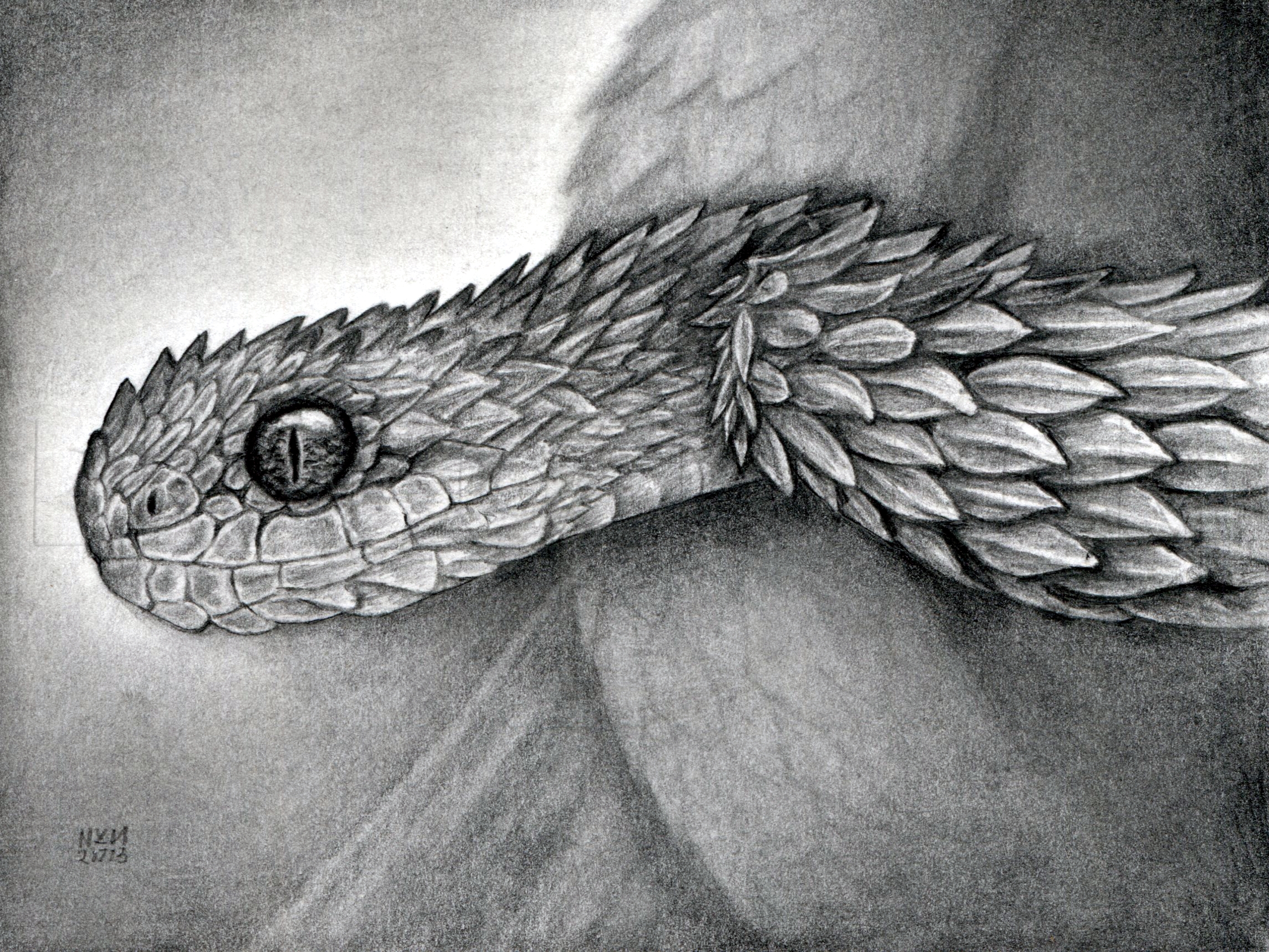 How To Sketch A Snake Atheris Hispida Viper Snake Drawing Step 