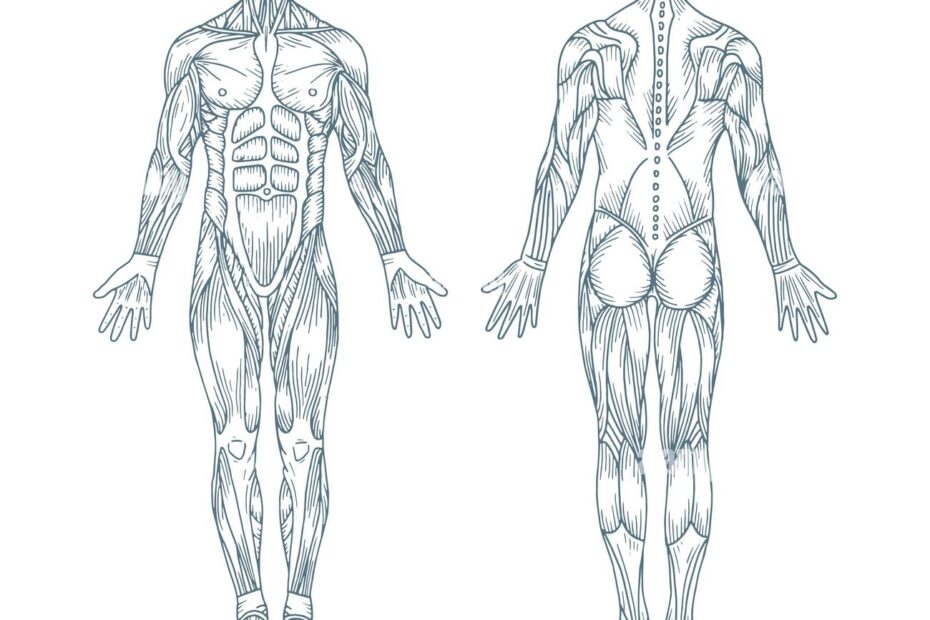 Human Anatomy Drawing Hi res Stock Photography And Images Alamy