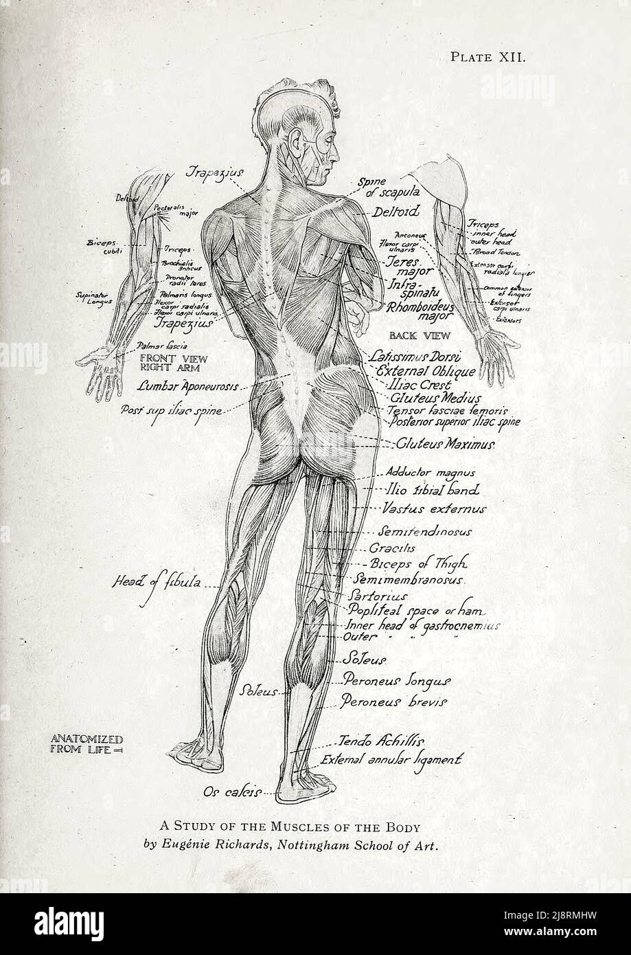 Human Anatomy Drawing Hi res Stock Photography And Images Alamy