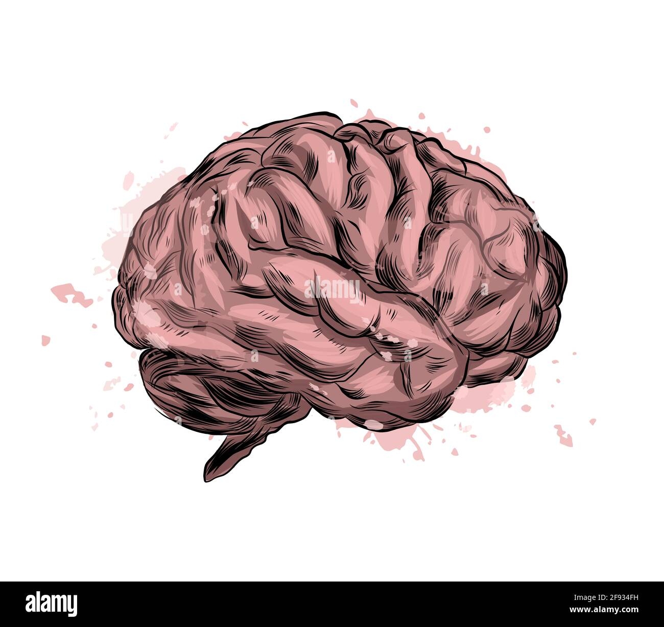 drawing of a brain