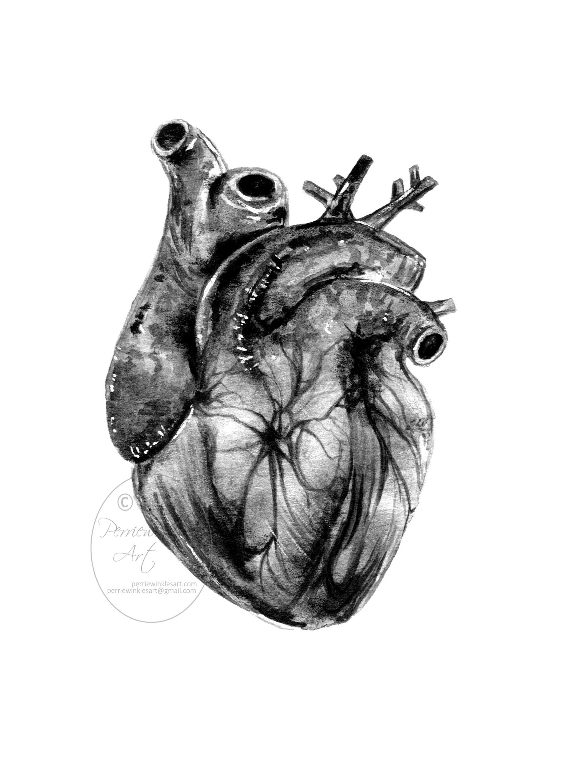 Human Heart Anatomical Heart Dark Art Romantic Gift Art Prints Realistic Heart Art Watercolor Painting Fine Art Print Perriewinkles