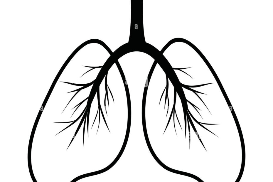 Human Lungs Silhouette Simple Schematic Illustration Sketch