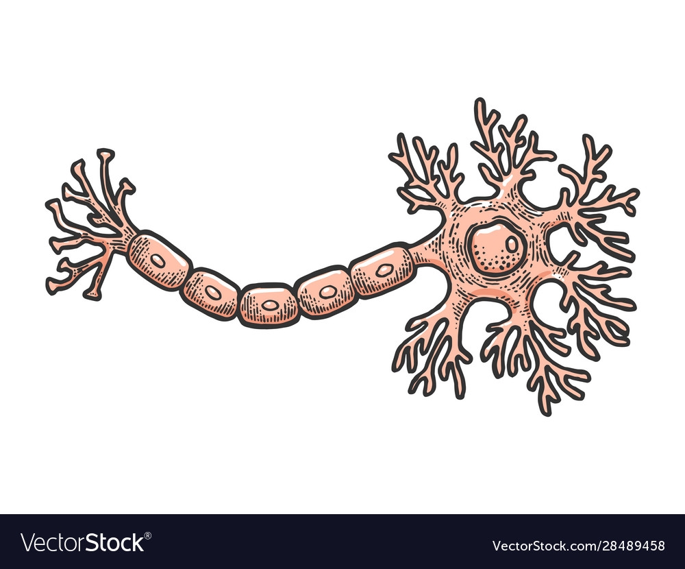 neuron drawing
