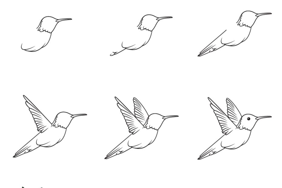Hummingbird Drawing How To Draw A Hummingbird Step By Step