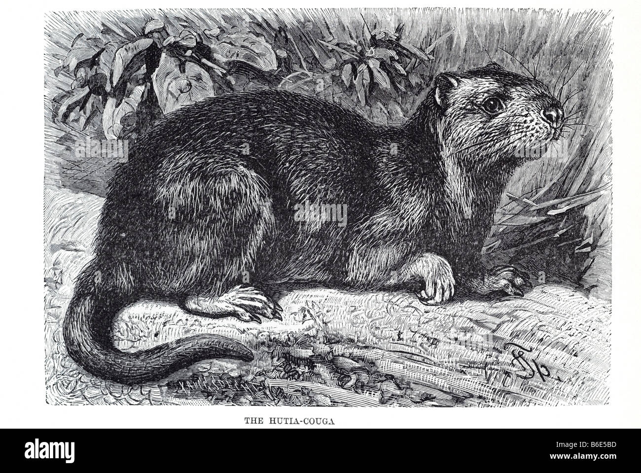 Hutia Couga Hutias Cavy like Rodents Stock Photo Alamy