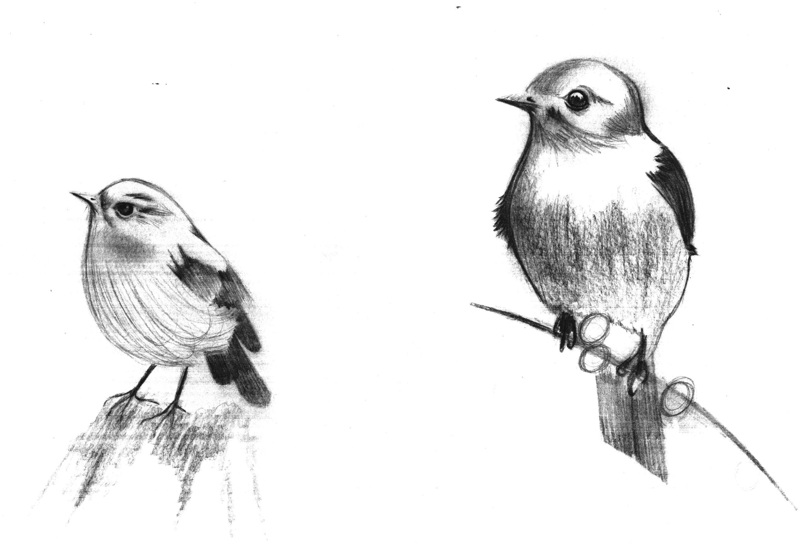 It s Time For A Drawing Quick Sketch Of Birds Steemit