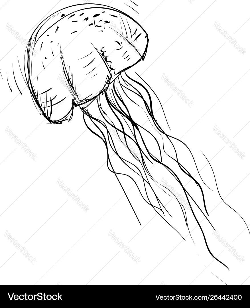 Jellyfish Drawing On White Background Royalty Free Vector