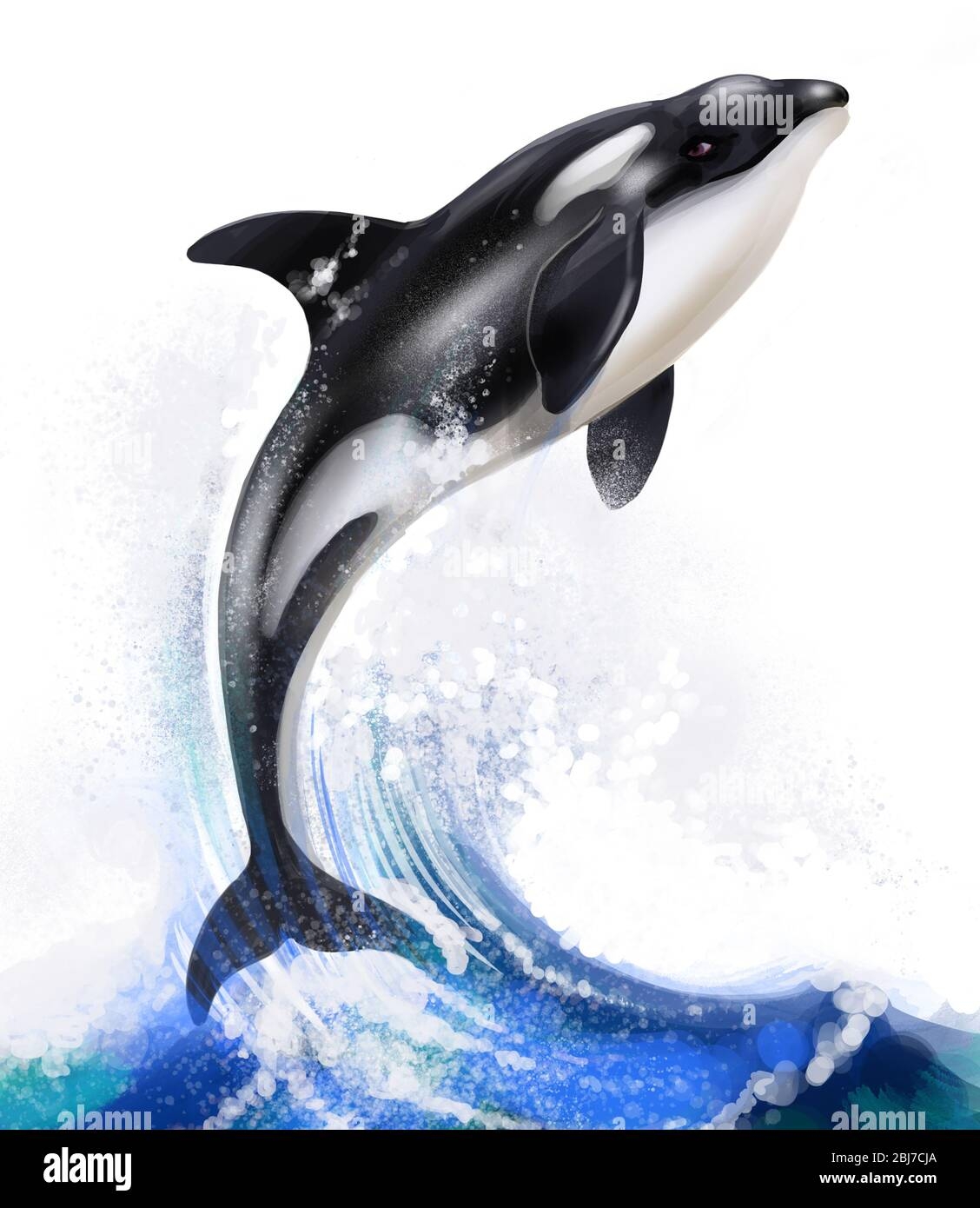 Jumping Killer Whale And Sea Wave Digital Illustration Stock 