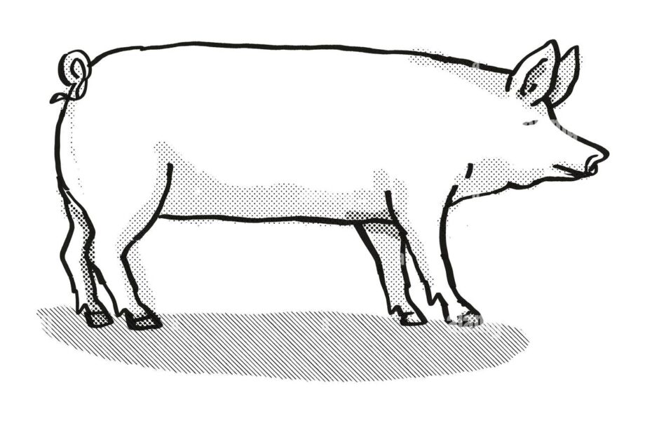 Large White Pig Breed Cartoon Retro Drawing Stock Photo Alamy
